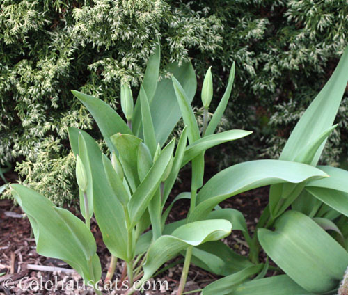 White Tulip buds, Spring 2023 © Colehauscats.com