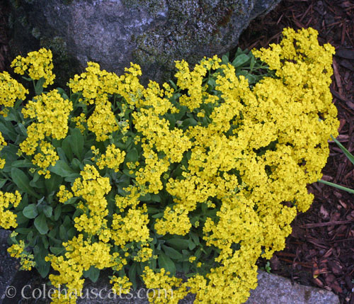 Basket of Gold from seed, 2023 © Colehauscats.com