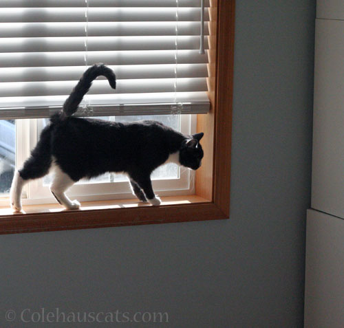 Tessa glaring at cabinet © Colehauscats.com
