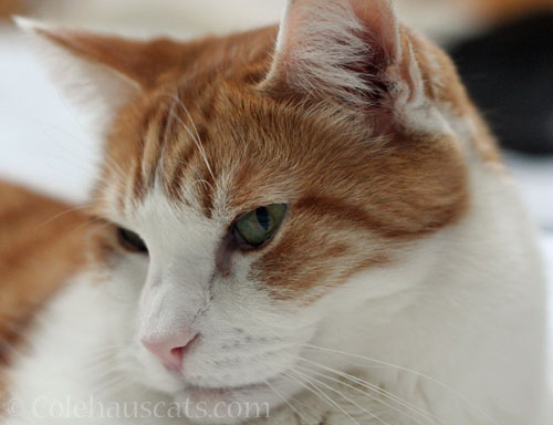 Handsome Quint © Colehauscats.com