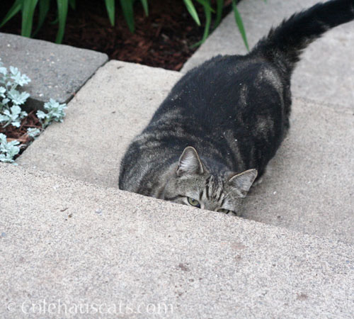 Murray peeks at Mom © Colehauscats.com