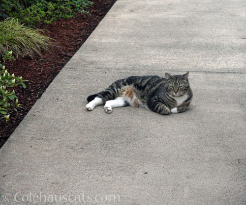 Neighborhood visitor Murray © Colehauscats.com