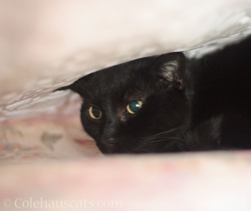 No more hiding for Olivia © Colehauscats.com