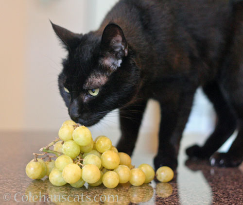 Olivia and her summer fruit © Colehauscats.com