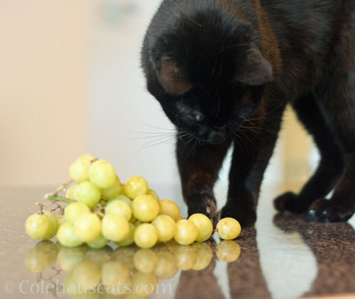 Angel Olivia and her love of summer fruit © Colehauscats.com