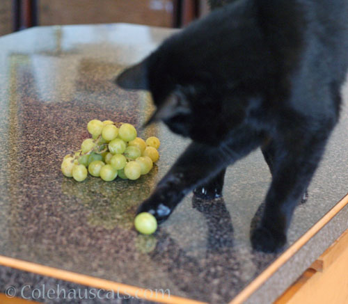 Olivia sends a grape on its way © Colehauscats.com