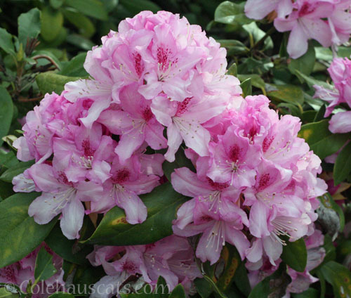 Pink Rhododendron, 2023 © Colehauscats.com