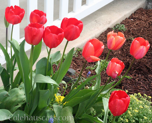 Red tulips, 2023 © Colehauscats.com