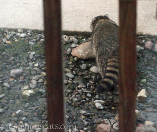 Visiting raccoon Shaggy © Colehauscats.com