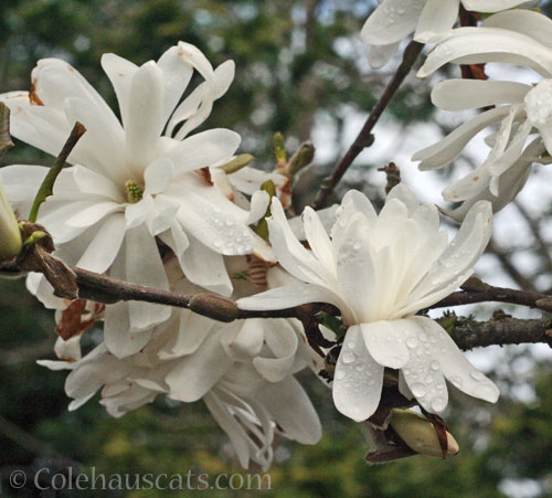 Star Magnolia, 2023 © Colehauscats.com