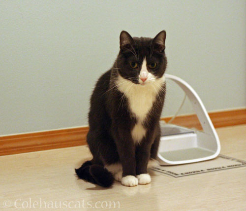 Tessa and not her feeder bowl © Colehauscats.com