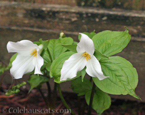 White Trillium, 2023 © Colehauscats.com