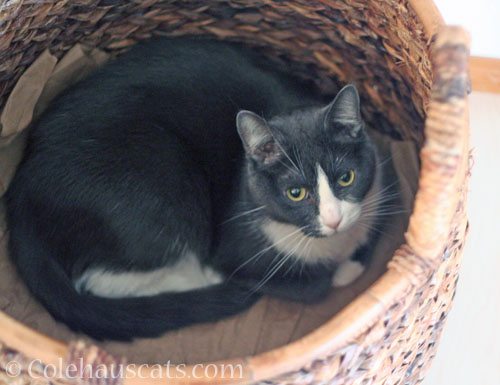 Tessa in a basket © Colehauscats.com