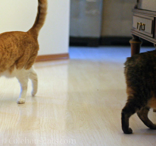 Two ends, two tail ends © Colehauscats.com
