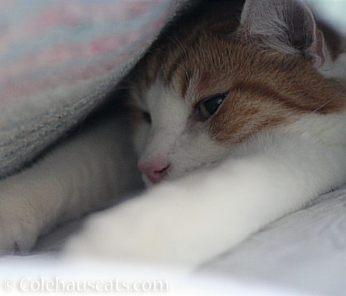 Quint in his blanket fort © Colehauscats.com