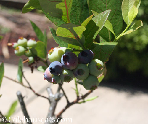 Blueberries, 2023 © Colehauscats.com