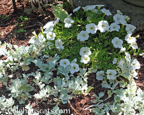 Calibrachoa and Dusty Miller, 2023 © Colehauscats.com