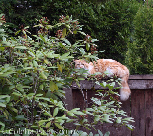 Visitor Colby watching birds, 2023 © Colehauscats.com