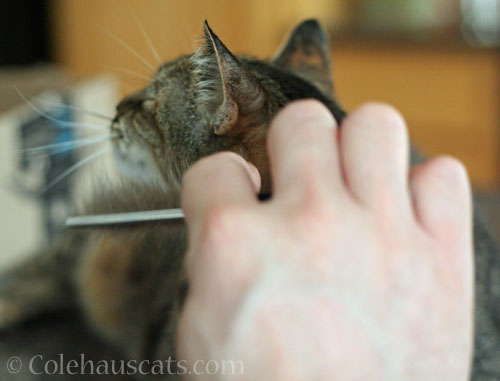 Combing © Colehauscats.com