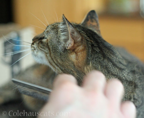 Combing © Colehauscats.com
