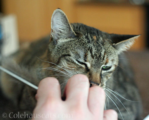 Combing © Colehauscats.com