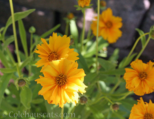 Coreopsis, 2023 © Colehauscats.com