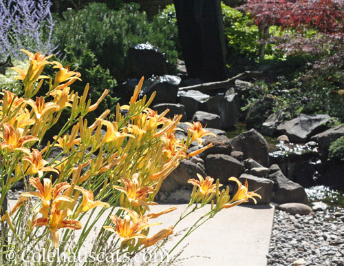 Daylilies by the fountain © Colehauscats.com
