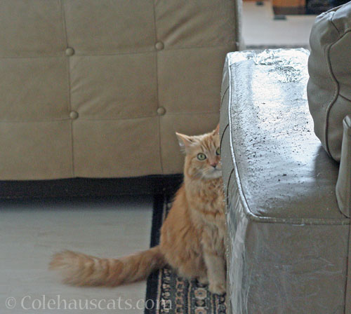 Wary Pia © Colehauscats.com