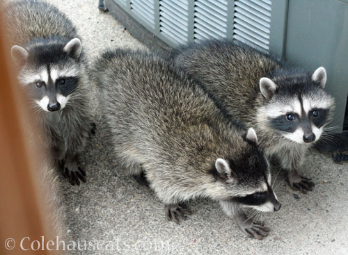 Three babies visiting © Colehauscats.com