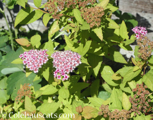 Lime Mound Spirea, 2023 © Colehauscats.com