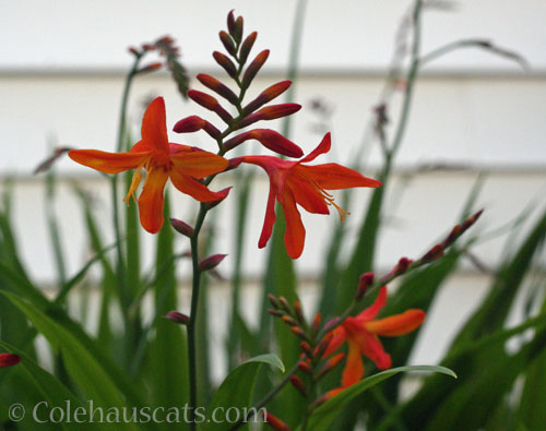 Crocosmia, 2023 © Colehauscats.com