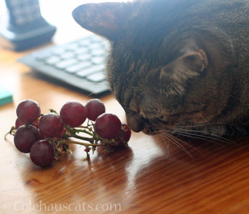 Hey, here's some grapes! © Colehauscats.com