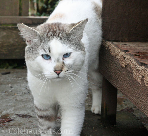 Outside visitor Lloyd always looking for friendly hello © Colehauscats.com