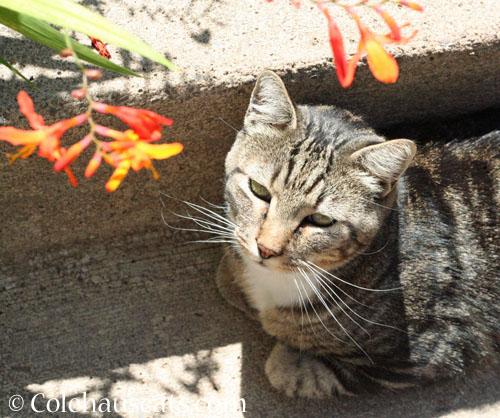 Murray in the garden © Colehauscats.com