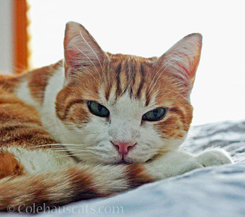 Summer naps for Quint © Colehauscats.com