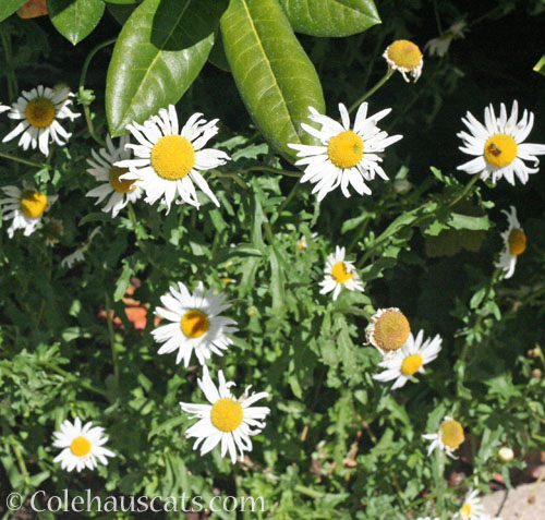Wild daisies © Colehauscats.com