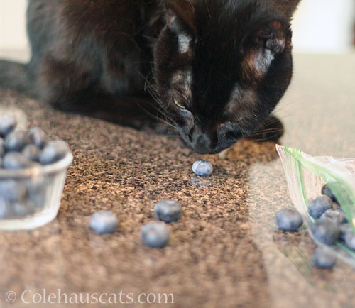 Olivia and blueberries © Colehauscats.com