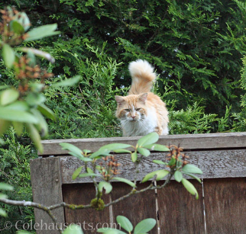 Visitor Colby, 2023 © Colehauscats.com