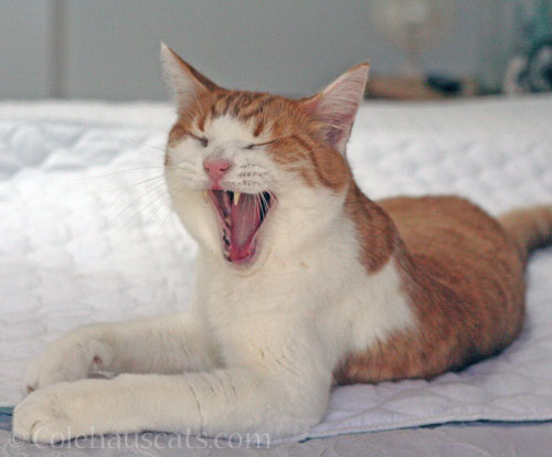 Quint sings about fall © Colehauscats.com
