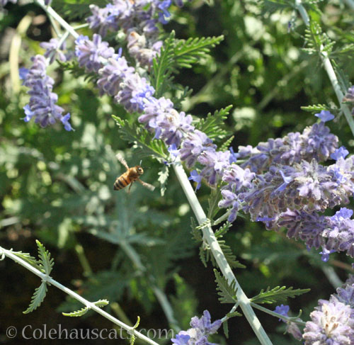 Incoming Bee © Colehauscats.com