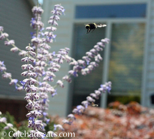 Incoming Bumble bee © Colehauscats.com