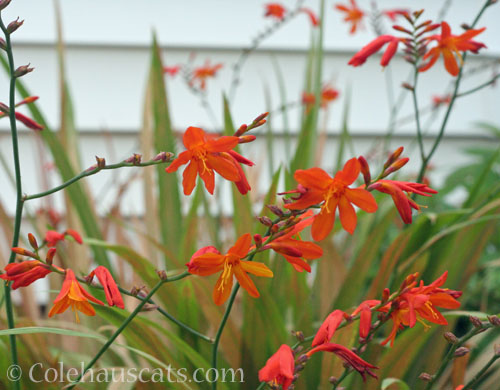 Last of our Crocosmia, 2023 © Colehauscats.com