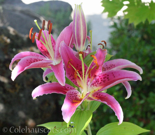 Last Stargazer lilies, 2023 © Colehauscats.com