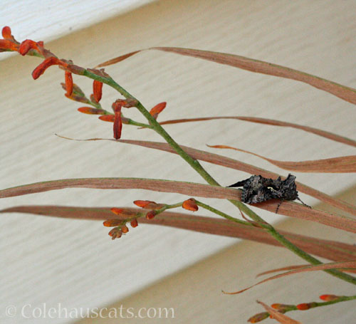 Leaf moth on Crocosmia © Colehauscats.com