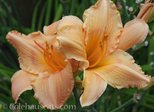 Peach Daylily, 2023 © Colehauscats.com