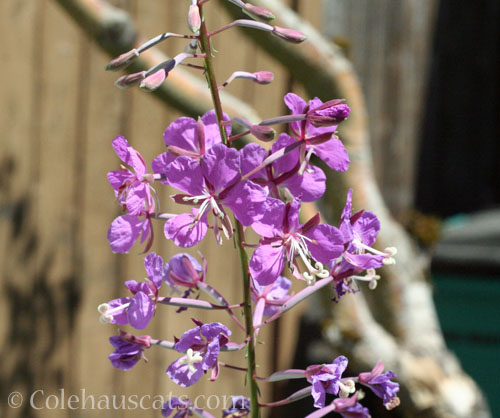 Wild Phlox © Colehauscats.com