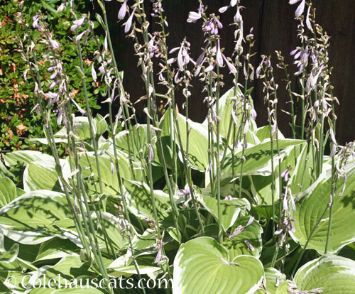 Striped Hosta, 2023 © Colehauscats.com