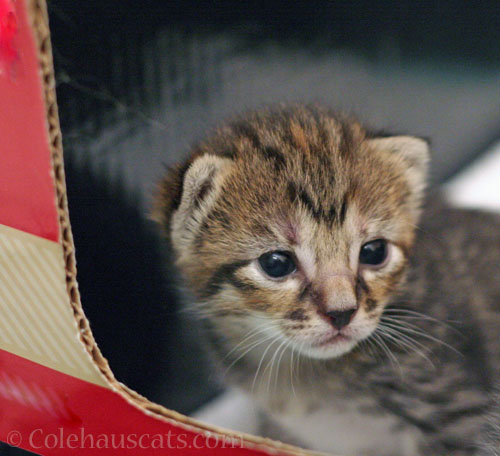 Baby Viola Big Eyes, 2013 © Colehauscats.com