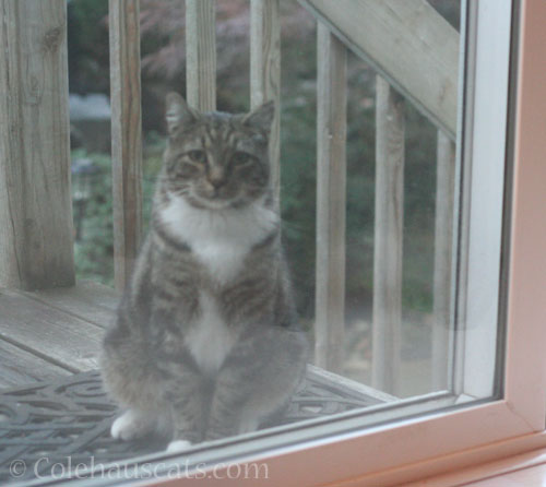 Mr. G. waits outside © Colehauscats.com