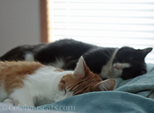 Quint and Tessa © Colehauscats.com